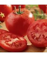 Celebrity Tomato Seeds (F1 Hybrid) 10 Seeds Non-GMO - £9.08 GBP