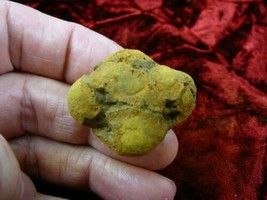 (PP450-88) 1&quot; Genuine Fossil TURTLE POOP Coprolite DUNG WEIRD WA state s... - $10.39