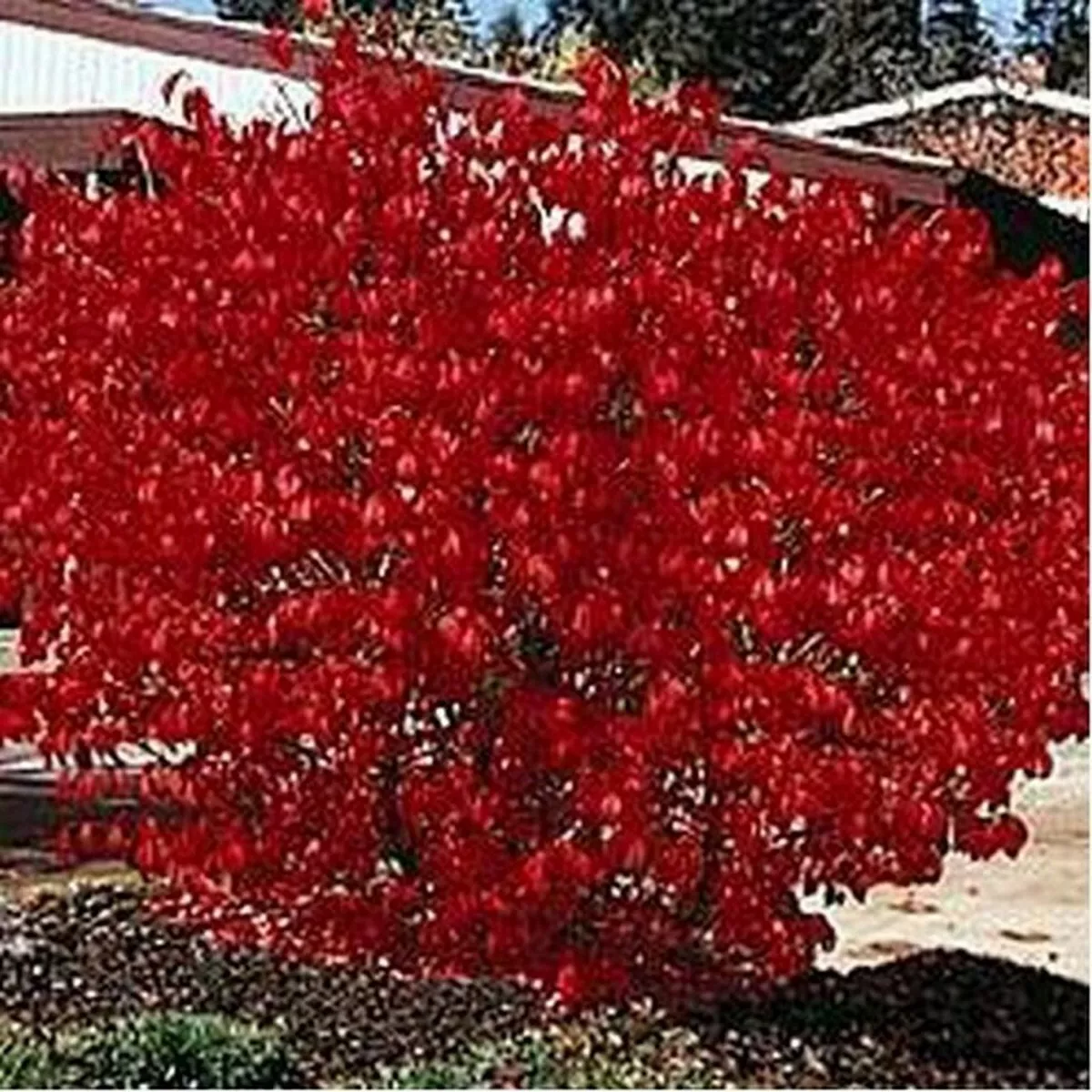 50 Seeds Burning Bush Fresh Flower - £7.67 GBP