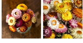 600 Seeds! Strawflower Dwarf Mixed Dried Flowers Cut Flowers 18&quot; Tall Seeds - £21.57 GBP