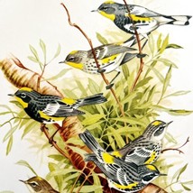 Audubon And Myrtle Warblers 1957 Lithograph Bird Print John H Dick DWDD5 - £39.33 GBP