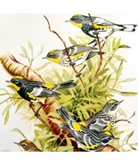 Audubon And Myrtle Warblers 1957 Lithograph Bird Print John H Dick DWDD5 - £39.32 GBP