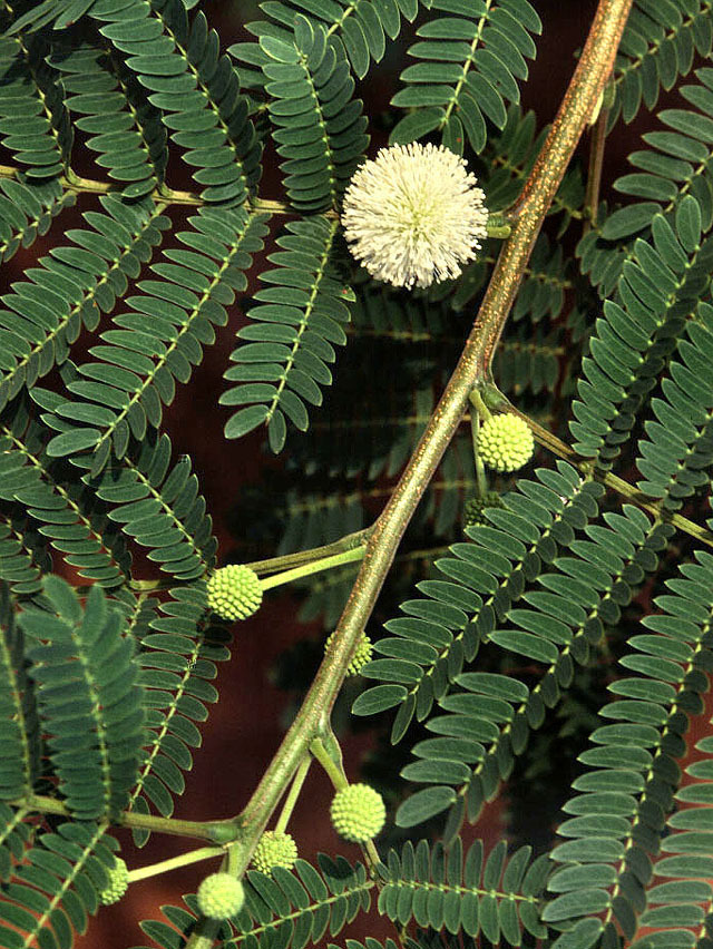Leucaena Leucocephala Lead Tree 5 seeds Fresh Gardening - $17.96