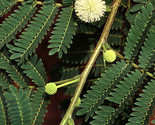 Leucaena Leucocephala Lead Tree 5 seeds Fresh Gardening - $17.96