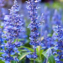 Berynita Store 1500 Hyssop Seeds  Hyssopus Officinalis Non-Gmo - $11.28