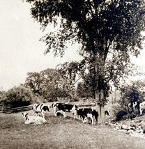 Aroostook Farm Cows &amp; Winthrop Pines Maine 1924 Gravure Print New Englan... - £15.46 GBP