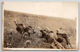 Morris PA Turkeys In Field RPPC Caulkins Photo Postcard K22 - £7.79 GBP