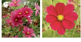 300 Seeds! Cosmos DAZZLER 5&#39; Tall 2-4&quot; Blooms Pollinators Butterflies Seeds  - £21.25 GBP