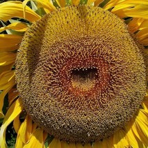 New Fresh Seeds 25 American Giant Sunflower Seeds Give It Space For A Huge Head - $8.98