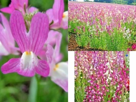 2001+SNAPDRAGON Northern Lights Mix Spring Fall Flower Seeds Garden Container  - $13.00