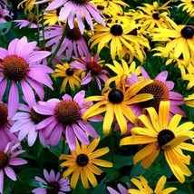 Dynamic Duo: Echinacea &amp; Black Eyed Susan Mix Na Native 250 Seeds From US - £7.80 GBP
