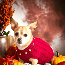 Luxe Studded Knit Turtleneck Sweater for Dogs - £30.25 GBP
