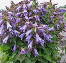 1 Pc Rooted Plant Small Size Campanula Viking Flower Plant | RK - £28.15 GBP