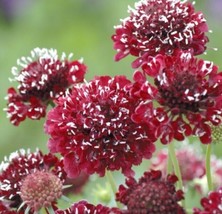 HS 100+ Scabiosa Fire King Seeds - $14.87