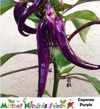 Hot Peppers Cayenne Purple 30000 Scovilles Capiscum Medium 25 Seeds Fres... - $9.98