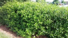 10 Seeds Florida Privet Forestiera Segregata  - £14.85 GBP