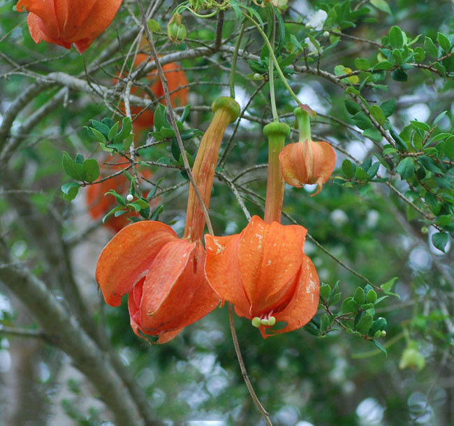 15 seeds Passiflora Parritae Huge Tubular Blooming Orange Red Flowers Seeds