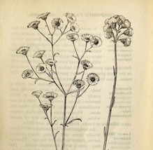 1905 Daisy Fleabane Wild Flower Print Pen &amp; Ink Lithograph Antique 6.75 x 3.75&quot; - £13.93 GBP