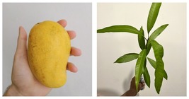 Live Tropical Fruit Tree Mango Pineapple (Mangifera) 12” Gardening - $60.99