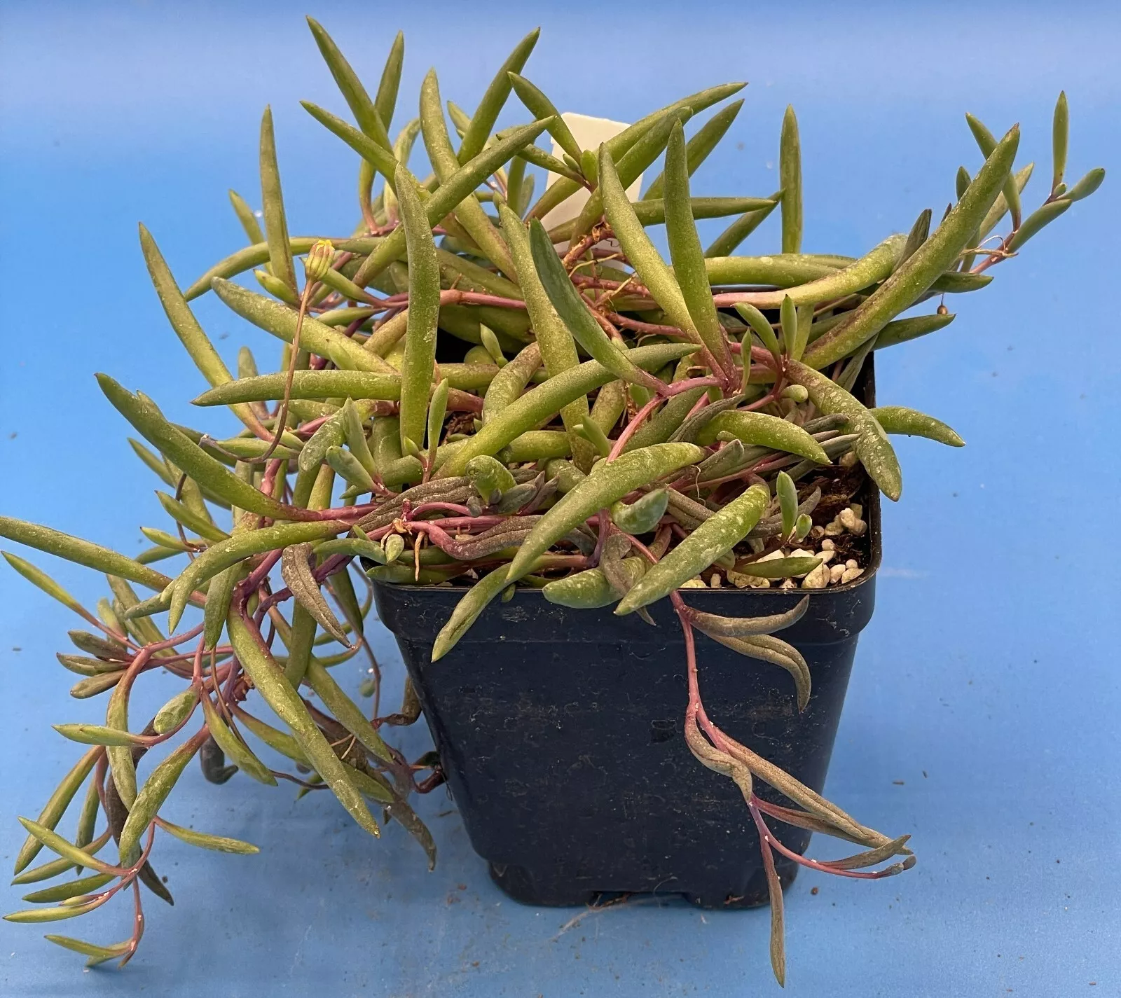 String of Pickles &#39;Ruby Necklace&#39; - Crassothonna capensis - Ships in 3.5... - $32.56