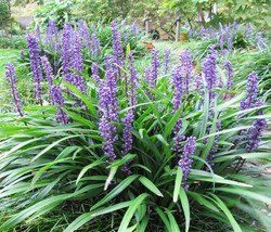 5 seeds Lilyturf Liriope Muscari Aka Big Blue Lily Turf / Monkey Grass Flower - £6.85 GBP