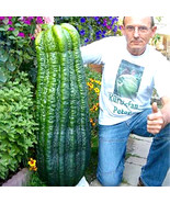 New Fresh Turkey Giant Cucumber Seeds 50Pcs/Pack - $4.16