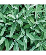 5 Sage Fresh Herb Seeds - $5.98