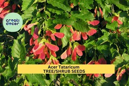 Acer tataricum Seeds – Tatarian Maple Tree – Compact Cold-Hardy Ornament... - $9.84 CAD