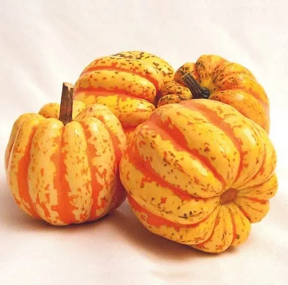 Celebration Squash Seeds For Planting (10 Seeds) Exotic And Hard To Find... - $20.58