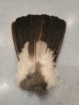 Eurasian Blue Jay Bird Full Tail Feathers JB24 - £11.66 GBP