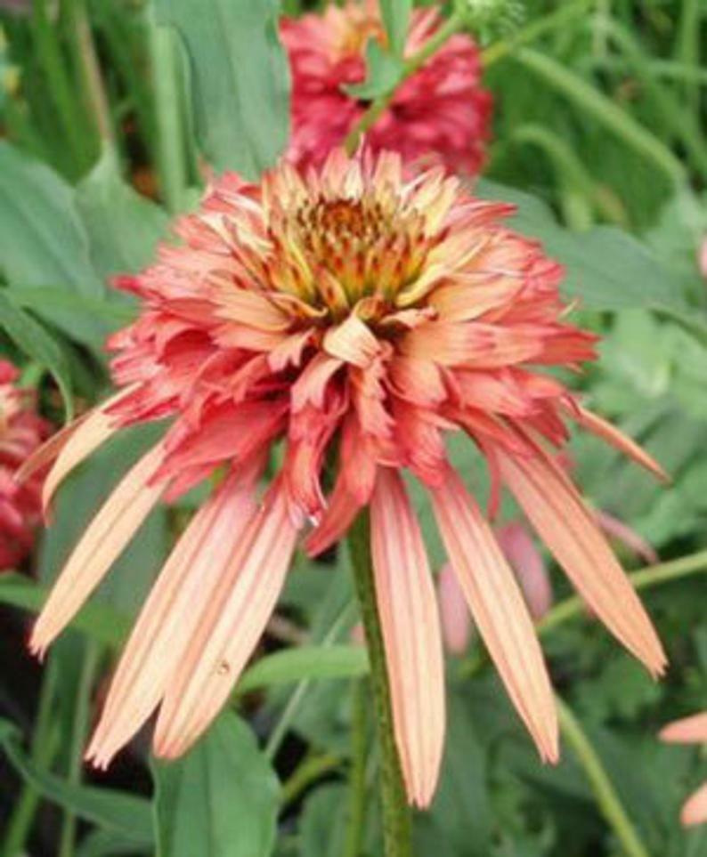 50 Double Salmon Coneflower Seeds Flower Perennial Flowers Seed Easy To ... - £9.77 GBP
