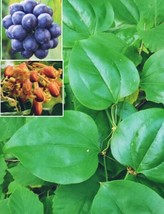 10 Seeds Greenbriar Roundleaf Plant Heirloom Seeds Garden Glows - $8.35