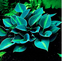 Fresh Seeds Hot Selling Gimax 150Pcs Pack Hosta Flower Seeds S Lily Shade Hosta  - £11.51 GBP