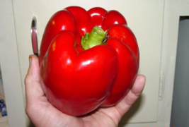 30 GIANT RED BELL PEPPER SEEDS SWEET HEIRLOOM ORGANIC NON GMO FRESH - $7.79