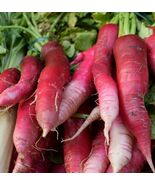 China Rose Radish Seeds, NON-GMO, Kaiware Winter Radish, FREE SHIPPING - €1,62 EUR+