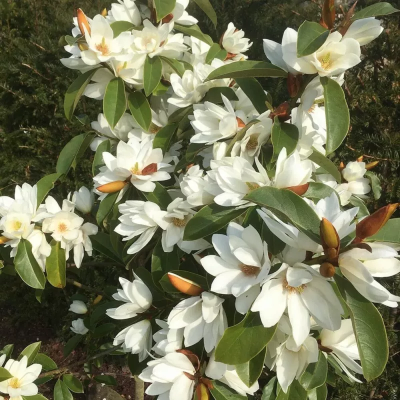 Fairy White Michelia doltsopa Magnolia Tree White Fragrant Well Rooted - £49.85 GBP