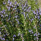 Rosemary Seeds Heirloom - Non-GMO Herb Seeds 25 Seeds  - £8.39 GBP