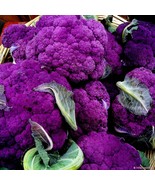 1/4 Oz Purple Broccoli Seeds Purple Sprouting Broccoli Seeds 2250Ct Fast... - $351.62 MXN