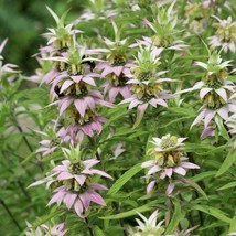 Monarda Punctata Spotted Bee Balm Perennial Seeds Garden Us Seller - $17.98