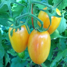 Artisan Blush Tomato Seeds, Julienne Cherry, Long Yellow, NON-GMO, FREE ... - $1.67+