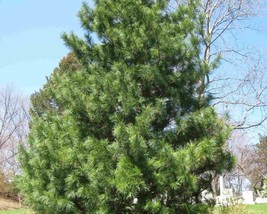 Pinus Koraiensis (Korean Nut Pine Cedar) 10 seeds - £2.65 GBP