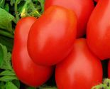 Roma vf tomato thumb155 crop