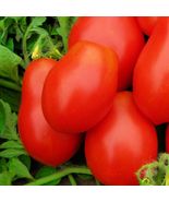 Roma VF Tomato Seeds NON-GMO Heirloom Fresh Vegetable 50 Seeds - $3.20