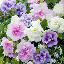 Xin Hun Colorful Petunia Seeds 200 Seeds Pack White Pink Purple Mixed Double Pet - $20.00