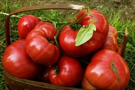 75 Pink Brandywine Heirloom Tomato Seeds- Garden Usa Shipping - £8.26 GBP