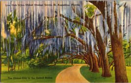 Live Oak Drive, Oldest Orange Grove, St. Augustine, Florida Postcard (A14) - £4.28 GBP