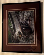 Adorable and cute baby raccoon 8x10 photo matted and framed in an 11x14 frame - £51.00 GBP