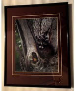 Adorable and cute baby raccoon 8x10 photo matted and framed in an 11x14 ... - £51.40 GBP