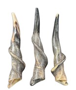 Eland Shofar, 1 Semi Polished Eland Horn Shofar - Average Size Approx. 18&quot; - $120.50 CAD