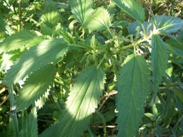 JGBOS Sell 20 Seeds Stinging Nettle Urtica Dioica - £6.45 GBP